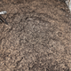 An ant “cemetery” is seen against the wall of the bunker. (Image: Wojciech Stephan)